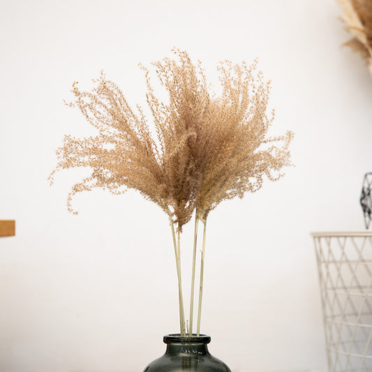 Fluffy Reed Grass, getrocknet