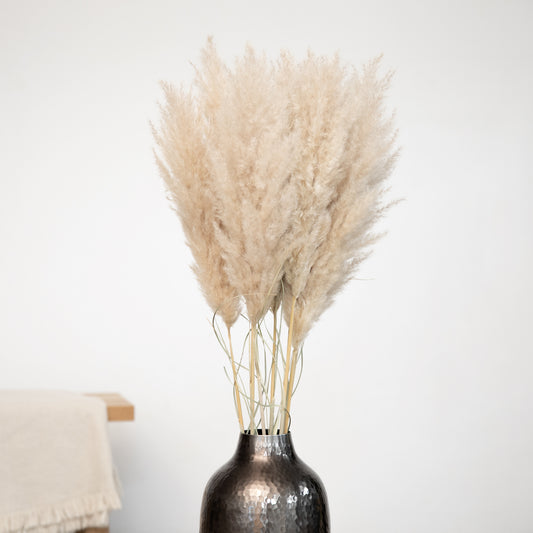 XXL Pampasgras Bund 5 Stiele - extra fluffig | ca. 120cm lang