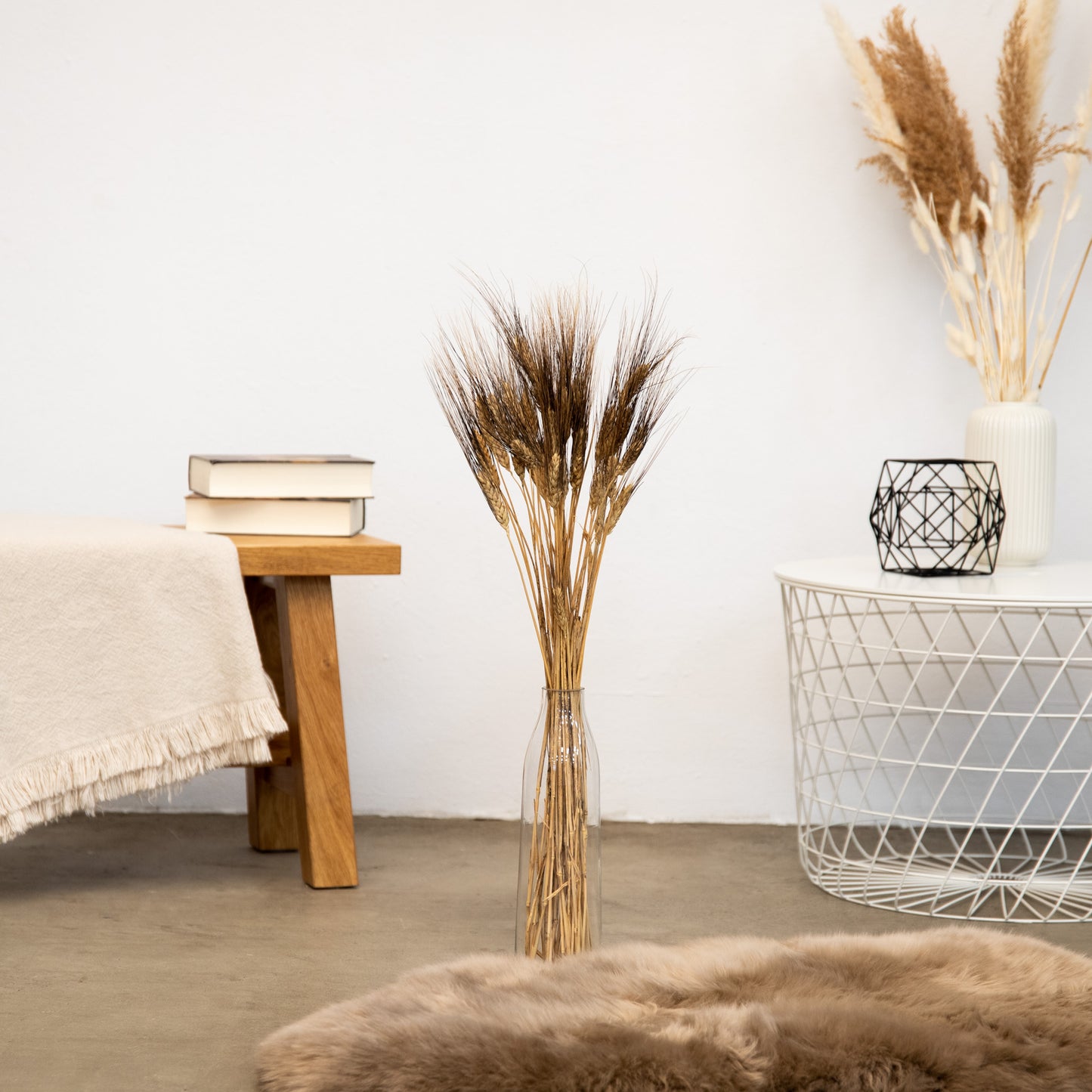 Triticum Gerste “Black Wisps”