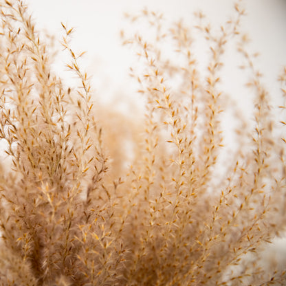 Fluffy Reed Grass, getrocknet