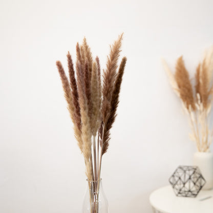 Pampasgras Mini - Reed bunch