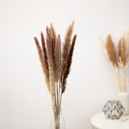 Pampasgras Mini - Reed bunch