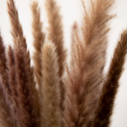 Pampasgras Mini - Reed bunch