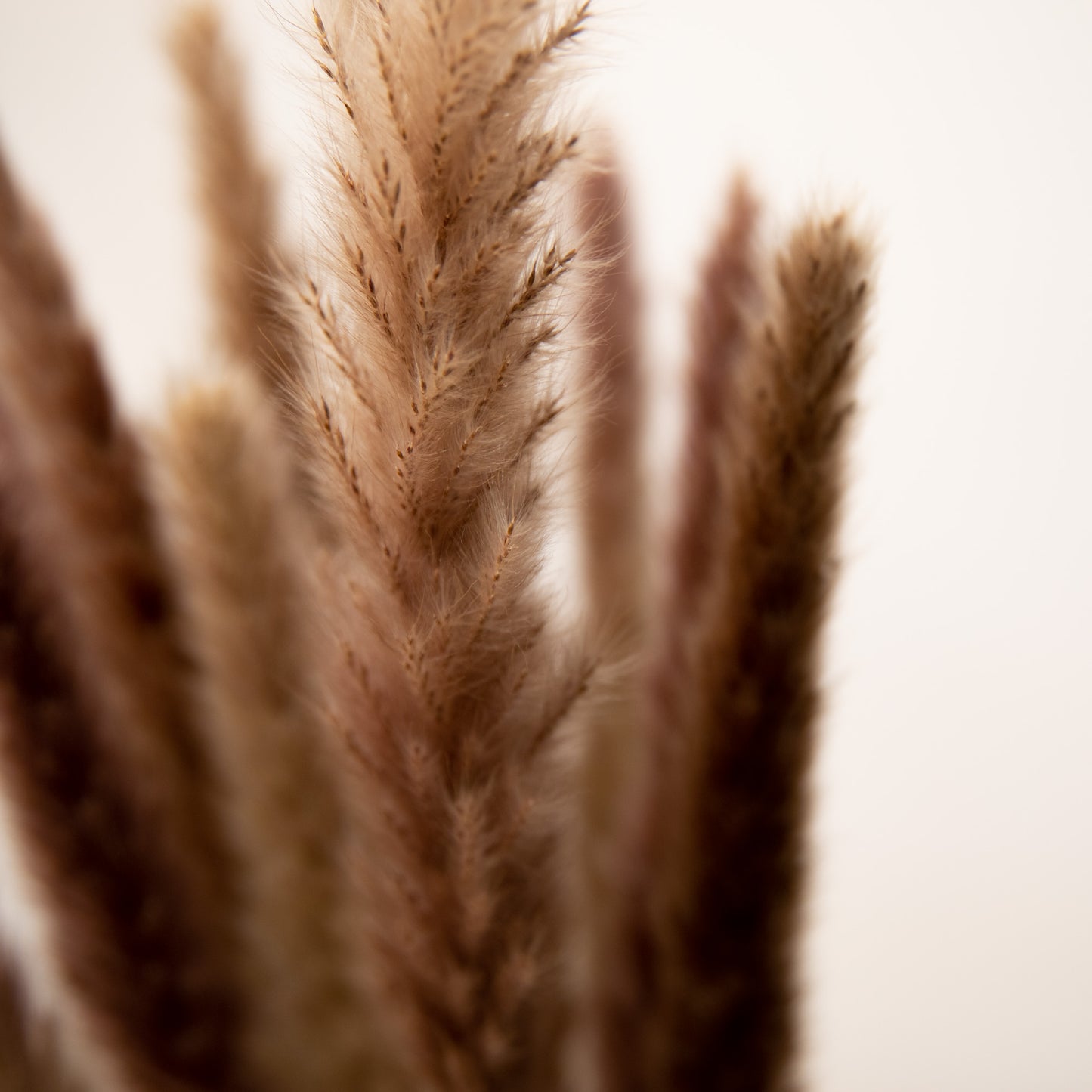 Pampasgras Mini - Reed bunch