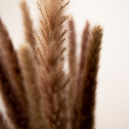 Pampasgras Mini - Reed bunch