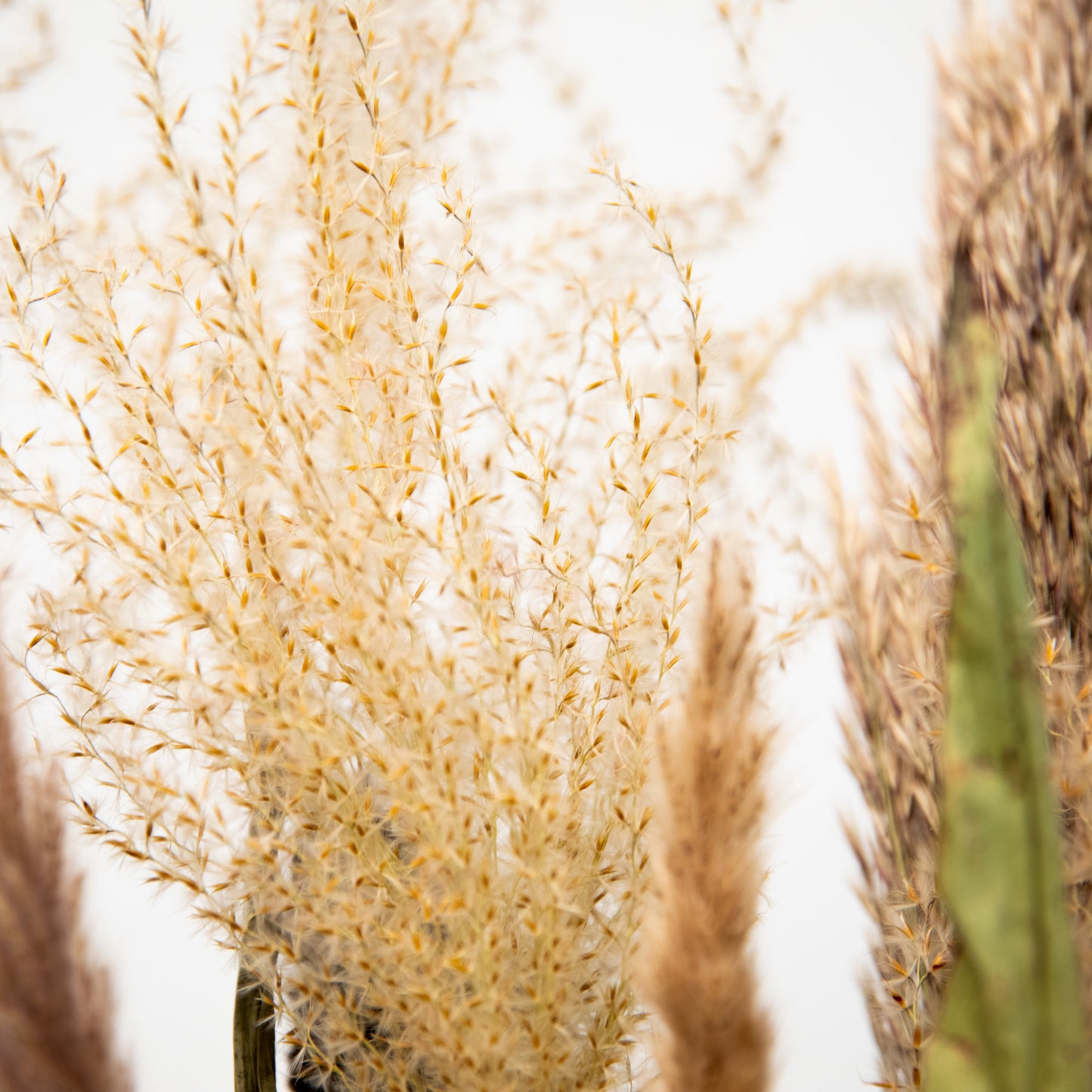 Trockenblumen Strauß Pampasgras