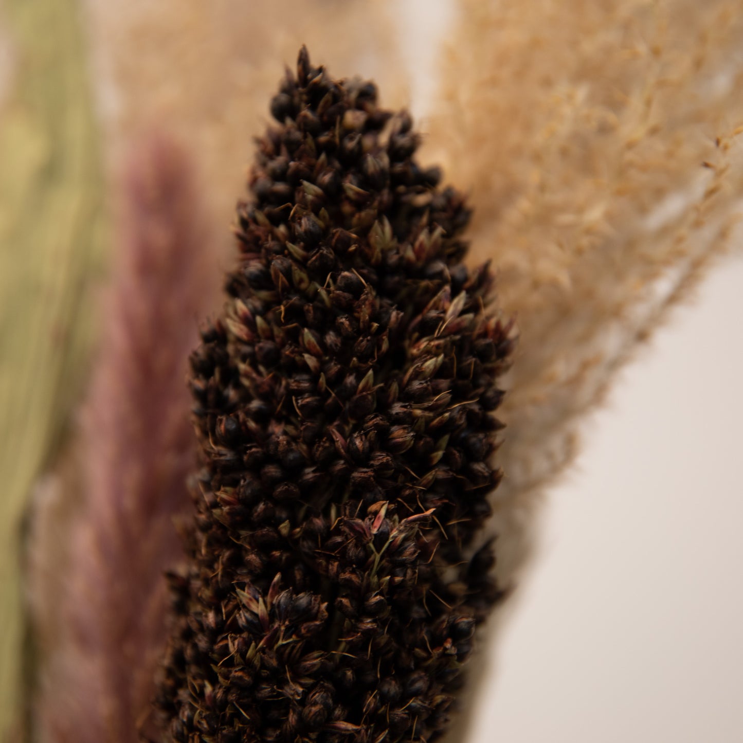 Trockenblumen Strauß Pampasgras