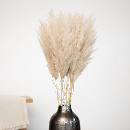 XXL Pampasgras Bund 5 Stiele - extra fluffig | ca. 120cm lang