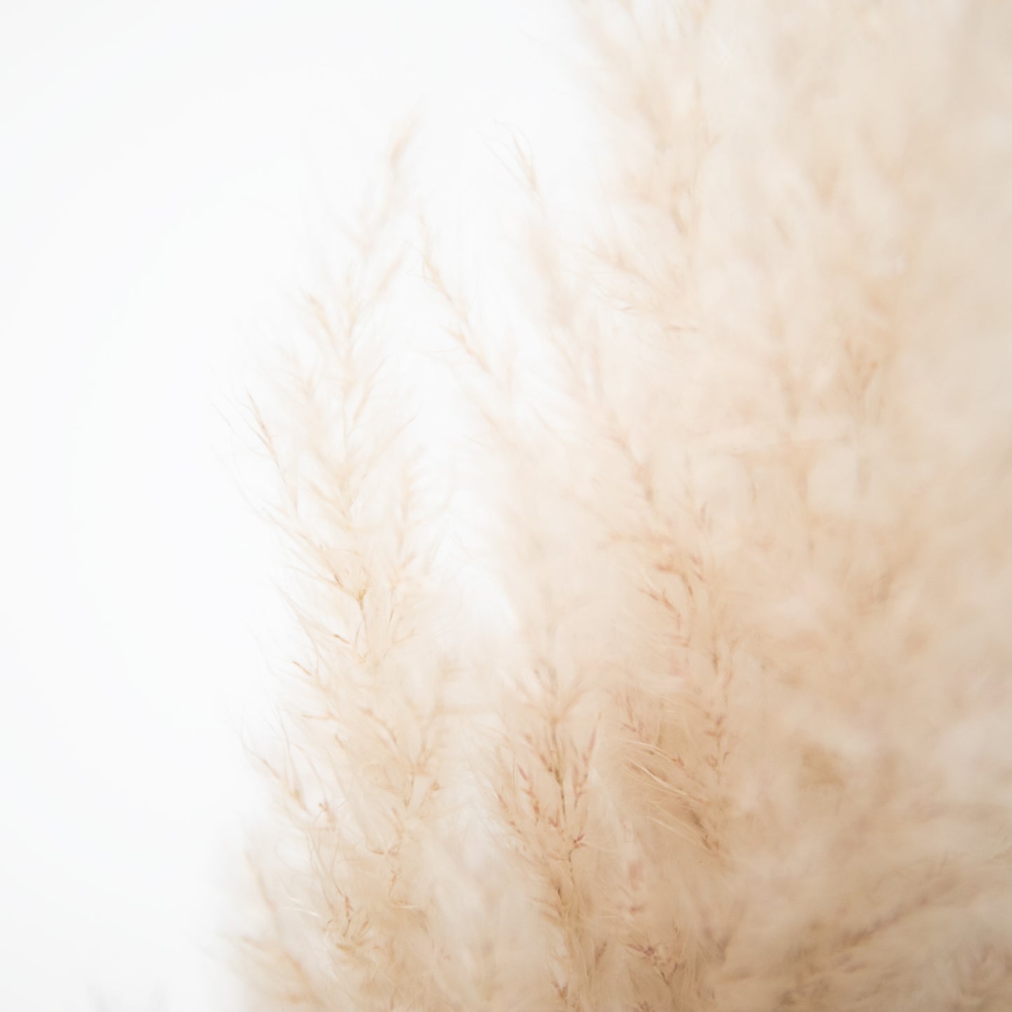 XXL Pampasgras Bund 5 Stiele - extra fluffig | ca. 120cm lang