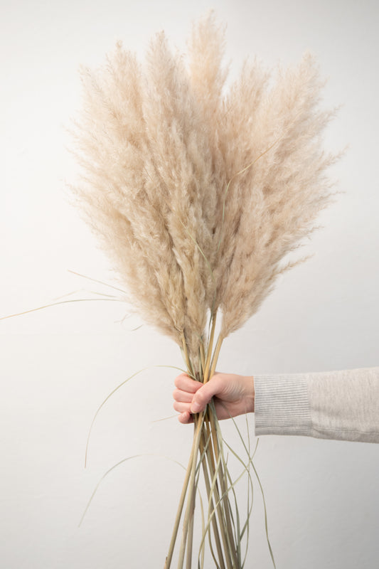 XXL Pampasgras Bund 5 Stiele - extra fluffig | ca. 120cm lang