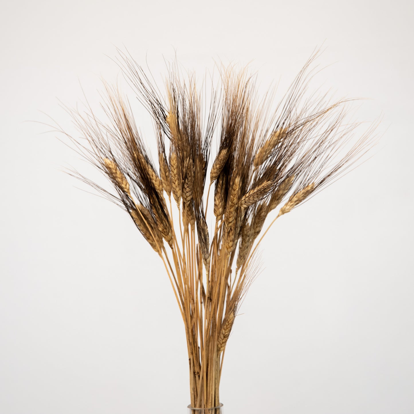 Triticum Gerste “Black Wisps”