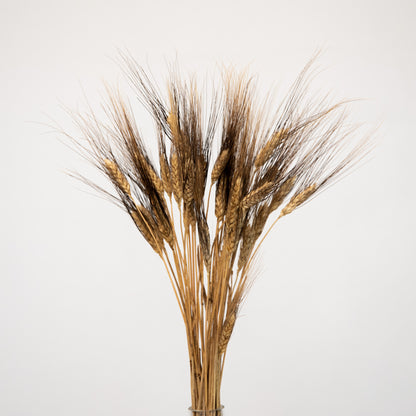 Triticum Gerste “Black Wisps”
