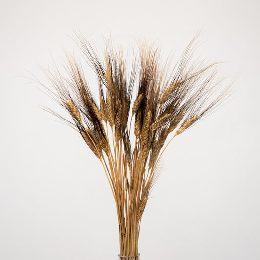 Triticum Gerste “Black Wisps”