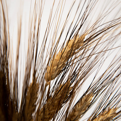 Triticum Gerste “Black Wisps”